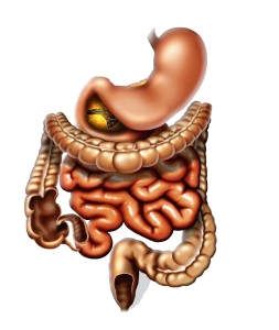 BOWEL TOXEMIA - Root OF Diease?